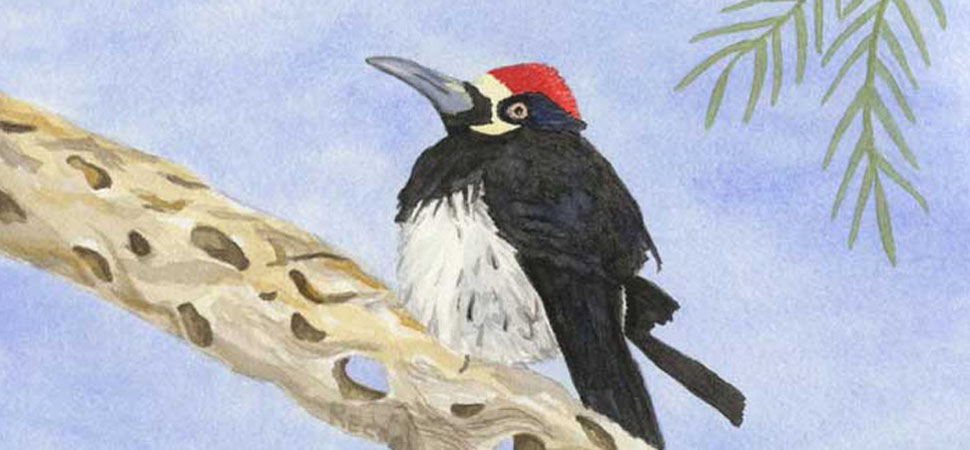 Art by Phyllis: Paintings